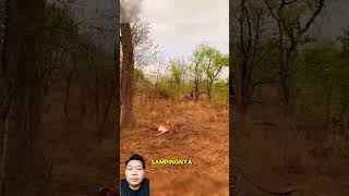 Buruan berubah jadi beban leopard cheetah safari feedshorts shortvideo shortsviral wildlife [upl. by Anyale]