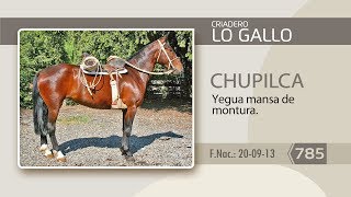 785 LO GALLO CHUPILCA [upl. by Elleinwad]