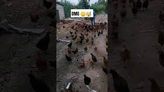 Rearing Large Amount Of Chickens agriculture chicken animals [upl. by Brinkema395]