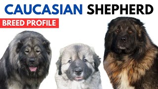 Caucasian shepherd Breed Profile  History  Price  Traits  Caucasian shepherd Grooming Needs [upl. by Navis]