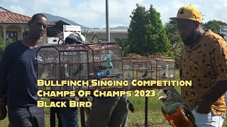 Bullfinch Singing Competition Champs Of Champs 2023 Black Bird [upl. by Aelahs]