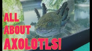 How to Care for Axolotls [upl. by Lemuelah]