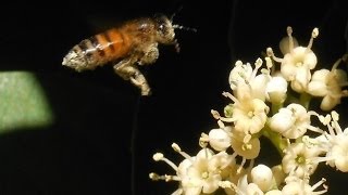 Plants for Honey Bees and Pollinators Bee Friendly Ligustrum [upl. by Naida]