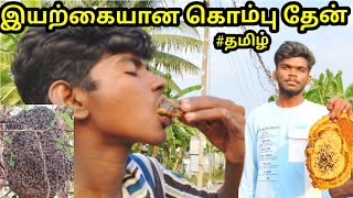 கொம்பு தேன் எடுக்கும் முறை  kombu then Honey hunting natural tamil  Namma Area Machi [upl. by Cicely]