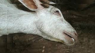 Enterotoxemia  ET  symptoms treatment and precautions goat farming  goat diseases Purnia [upl. by Aerehs324]