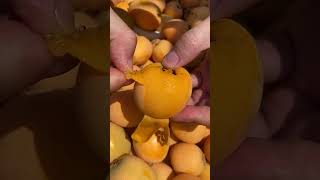 59 Loquats from the mountains are big full of water and sweet Adults and children love to eat the [upl. by Kresic833]