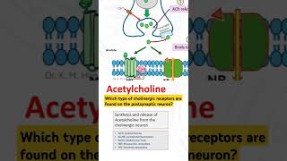 Which type of cholinergic receptors are found on the postsynaptic neuron [upl. by Kisor286]