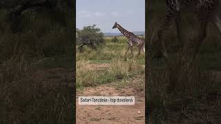 Na SAFARI do Tanzánie 🦛 travelakademie dovolena cestovani ckgo2 tanzanie safari zajezdy [upl. by Chemaram]