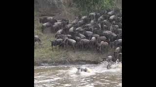 TANZANIA  WILDEBEEST CROSSING THE MARA RIVER wildlife safari migration birds tanzania [upl. by Pape973]