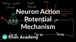 Neuron action potential mechanism  Nervous system physiology  NCLEXRN  Khan Academy [upl. by Yttisahc]