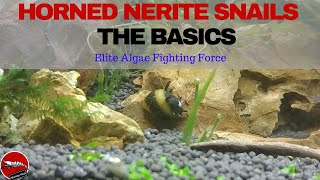 Horned Nerite Snails  The Basics [upl. by Valerle]