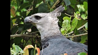 Harpy Eagle after a successful hunt with a Red Howler Monkey  Rewa Guyana [upl. by Nodnalb]