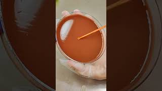 Replicating Haemophilus Influenzae chocolateagar microbiology biology science viralshorts [upl. by Zalucki]