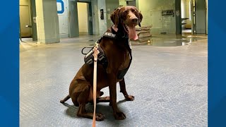 Indianapolis airport canine featured in annual TSA calendar [upl. by Hendricks481]