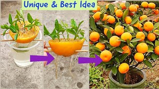 Simple amp Best Method To Grow Orange Tree  Growing Oranges At Home [upl. by Rhianon]