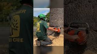 Chopping a THICK blue cedar treeremoval [upl. by Ardnovahs]