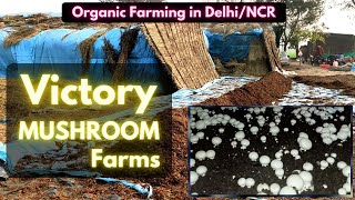 Healthy Organic Mushrooms in Delhi NCR  VICTORY MUSHROOM FARMS MushroomFarming  Narender Dagar [upl. by Winou349]