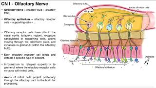 Cranial Nerve I  Olfactory Nerve  Origin Structure Function and Testing [upl. by Sutelc]