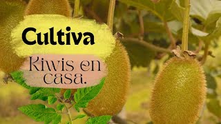 Cómo cultivar semillas de kiwi en casa [upl. by Ynaffets]