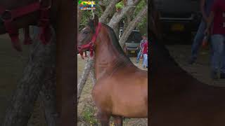 Cabalgata en Rio Frio 🐴😍 COLOMBIA [upl. by Arlette642]