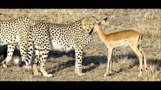 Strange story of the cheetah that adopted an antelope [upl. by Cheatham]