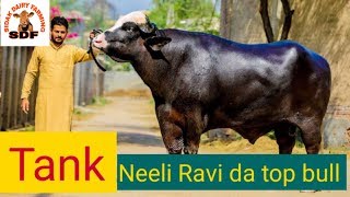 TANK neeli Ravi da super bull [upl. by Hitoshi]