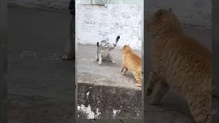 Cat vs cat so funnydogshorts funny funnypetschannel shortsviral funnypetslife cat pets [upl. by Telocin214]