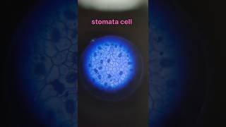 observation of leaf stomata cell in microscope shorts trending scienceexperiment [upl. by Martynne]