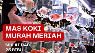 🔴 OBRAL MAS KOKI‼️ UPDATE HARGA TERBARU MAS KOKI TERMURAH BONCEL PASAR IKAN HIAS JATINEGARA [upl. by Nap]