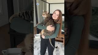 😻Giant cats Im shocked Funny cats Cool video giant cat shock kitty funny сool short [upl. by Valley]