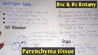 Parenchyma Tissue Structure And Functions  Parenchyma Types  Class Bsc Botany [upl. by Patrizia]