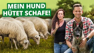 Hundetraining mit Schafen Nora trainiert Nähe amp Distanz [upl. by Aokek]