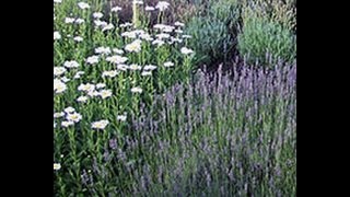 Tips for Growing Beautiful Lavender Plants from Greenwood Nursery [upl. by Ataymik718]