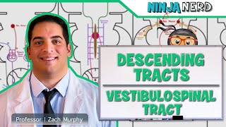 Neurology  Descending Tracts Vestibulospinal Tract [upl. by Einahpetse]