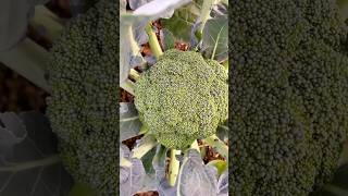 농작물 한국인들에게 이름이 어려운 브로콜리 😅 Brassica oleracea var italica [upl. by Nerrej]