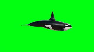 Dolphin green screen cartoon lcopyrightfreeļno copyright  cartoon Cartoon andGreenscreen [upl. by Hayden]