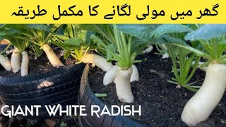 Growing White Radish From Seeds  IN 40 DAYS [upl. by Klug846]