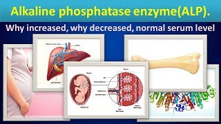 Alkaline phosphatase enzymeALP why increaseddecreasednormal range [upl. by Sharyl820]