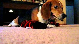 Beagle Reverse Sneeze [upl. by Yelak]