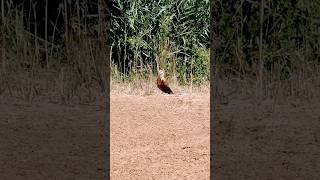 Курганник охлаждается  Buteo rufinus wildlife birdwatching animalbehavior [upl. by Atiuqrehs]