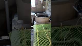 Fish breeding process short [upl. by Delphina]