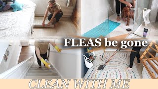 HOW TO GET RID OF FLEAS FAST  FULL HOUSE CLEAN WITH ME  ALINA GHOST [upl. by Falkner]