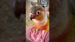 Cute conure parrot loves making noises  conure sounds [upl. by Rodl271]