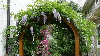 12 Vertical Gardening Ideas using Flowering Vines and Climbers [upl. by Rancell379]