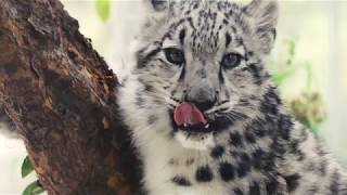 Snow Leopards in Slow Motion [upl. by Sahcnip768]