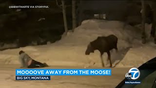 Moose charges 2 men teasing it in Big Sky Montana [upl. by Anwahsad]