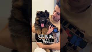 Sale puppy only3000 shortsfeed shorts trending [upl. by Chatav]