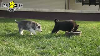 Handsome Gerberian Shepsky Puppies [upl. by Laved182]