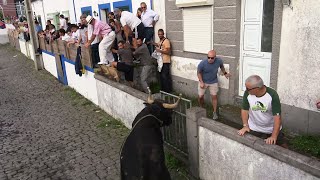 Tourada Ganadarias ALJGMRRB Lameirinho 2021  Ilha Terceira  Açores [upl. by Arednaxela]