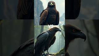 Eagle vs Vulture vs  falconcrow seagull toucan bird Macow pigeon [upl. by Maltzman]